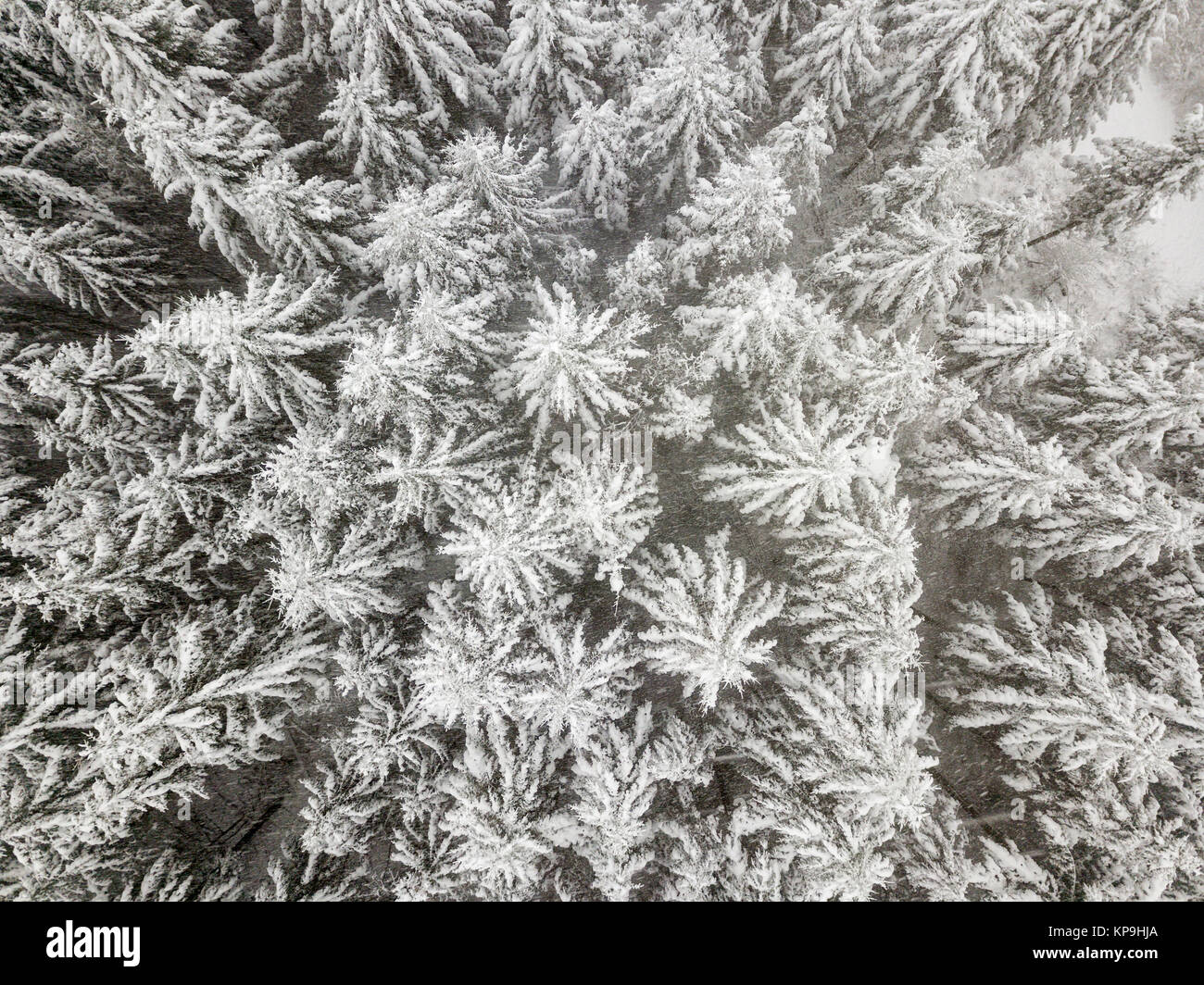 Las copas de los árboles cubiertos de nieve en un bosque invernal blanco Foto de stock
