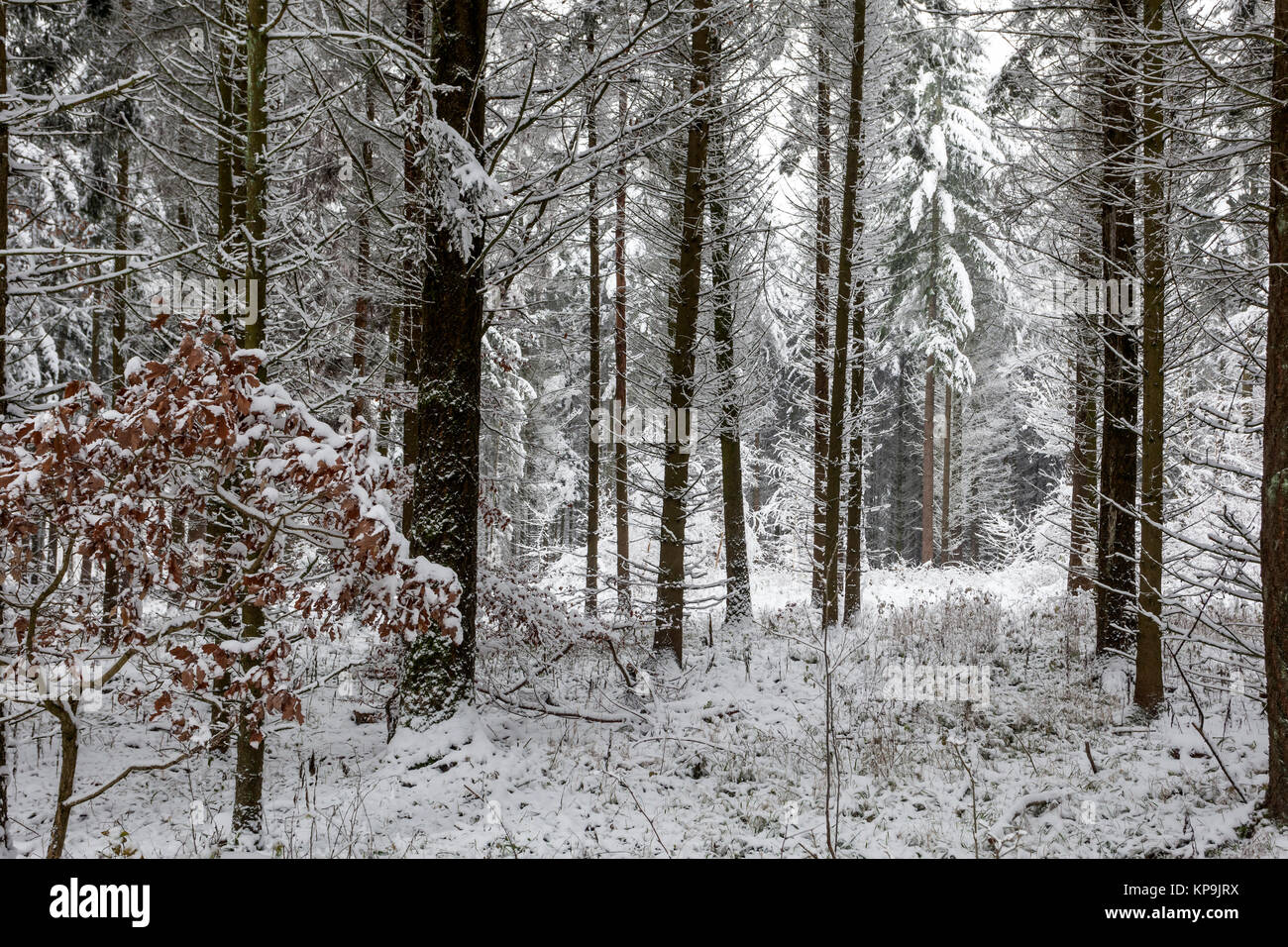 Árboles cubiertos de nieve en un bosque invernal blanco en Hesse, Alemania Foto de stock