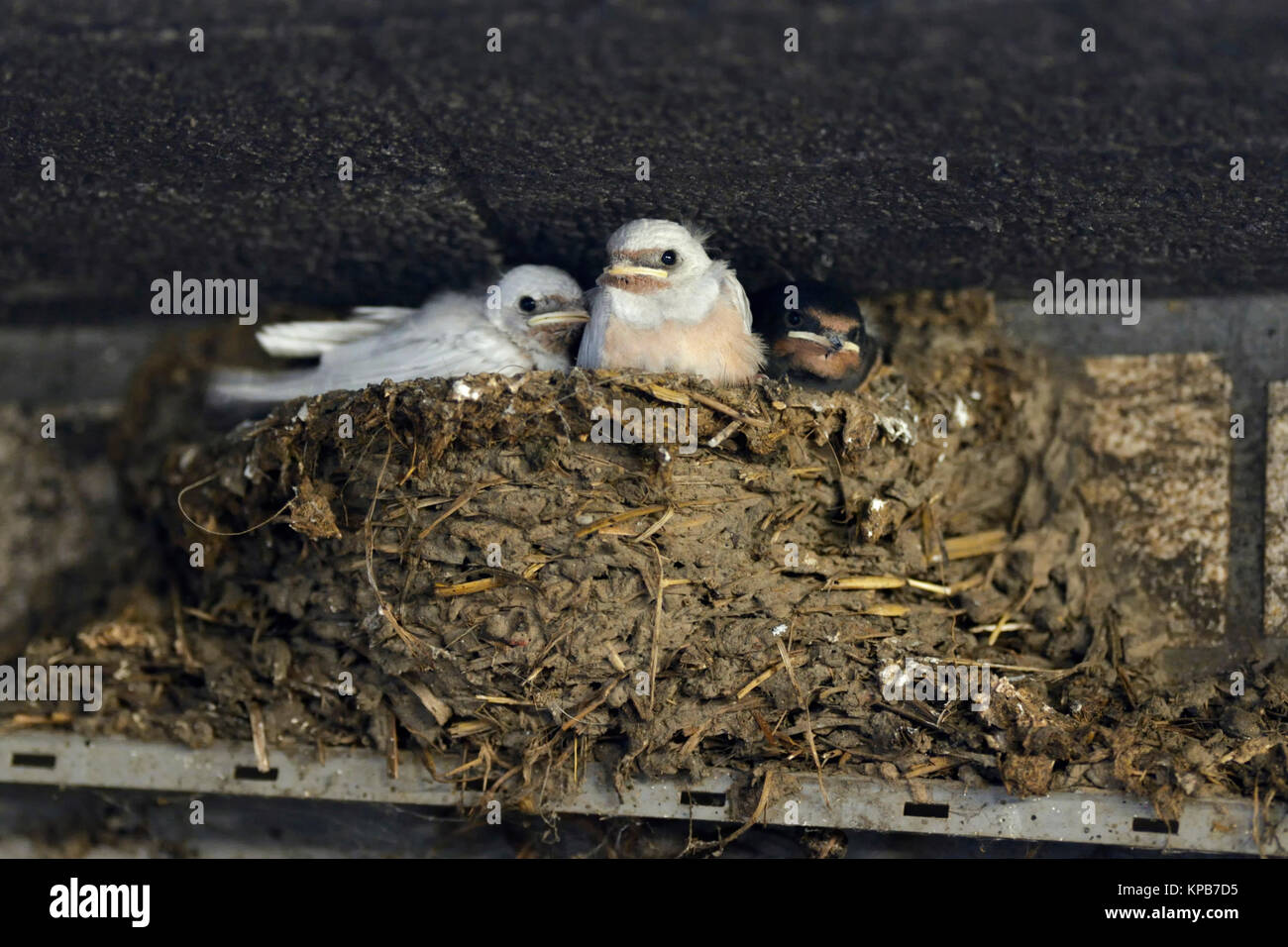 La Golondrina / Rauchschwalben ( Hirundo rustica ), pollitos en el nido, dos de ellas con un raro defecto genético, plumaje blanco, leucistic, leucism, Europa. Foto de stock