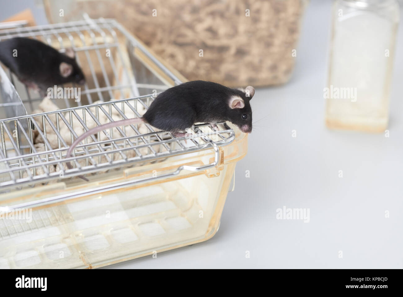 Los ratones de laboratorio, en la parte superior de la jaula estándar en el bioterio Foto de stock