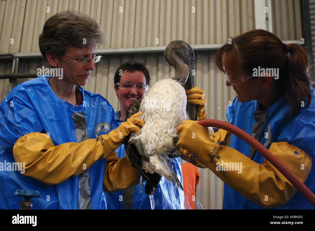 Fish and Wildlife empleados limpiar un pelicano café cubiertos de petróleo de la BP Deepwater Horizon derrame de petróleo en el Heck Haven centro de rehabilitación para fauna silvestre del 15 de mayo de 2010 en Lake Charles, Louisiana. Foto de stock