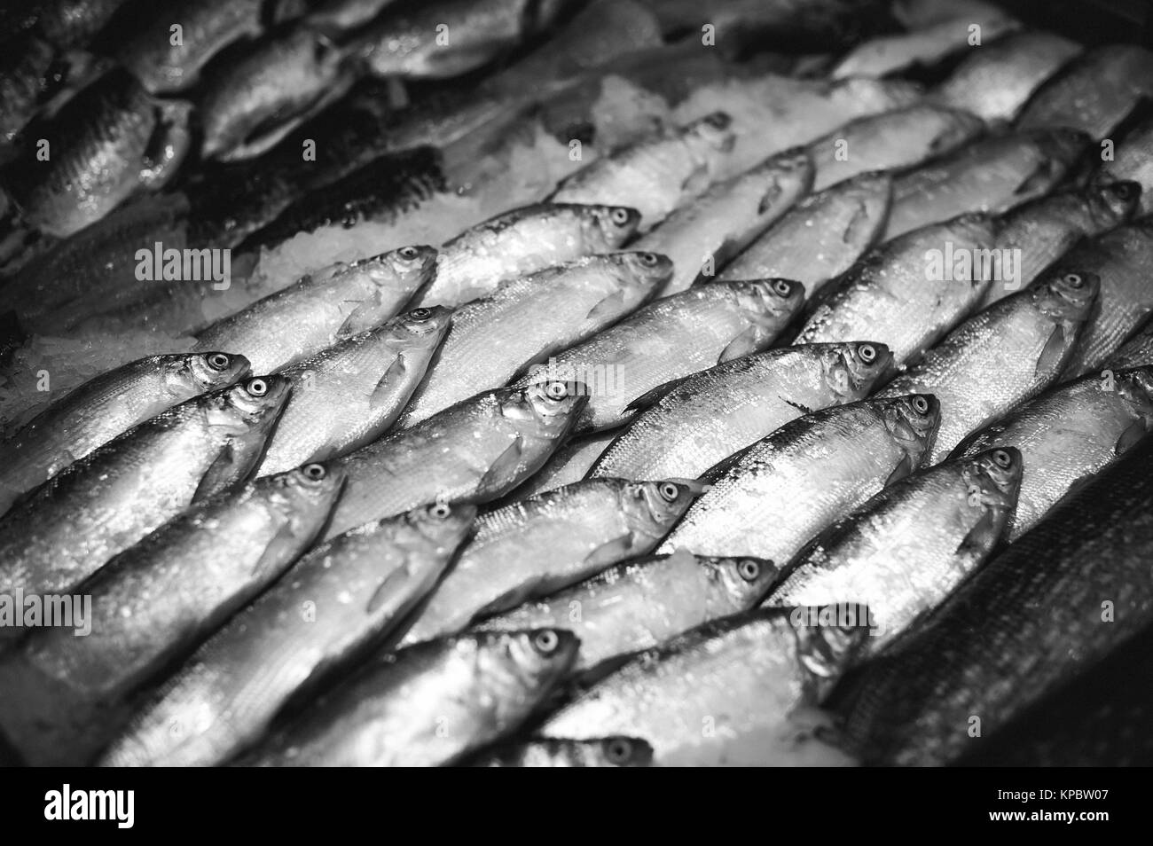 Pescado fresco en los estantes de una tienda, alimento de la dieta
