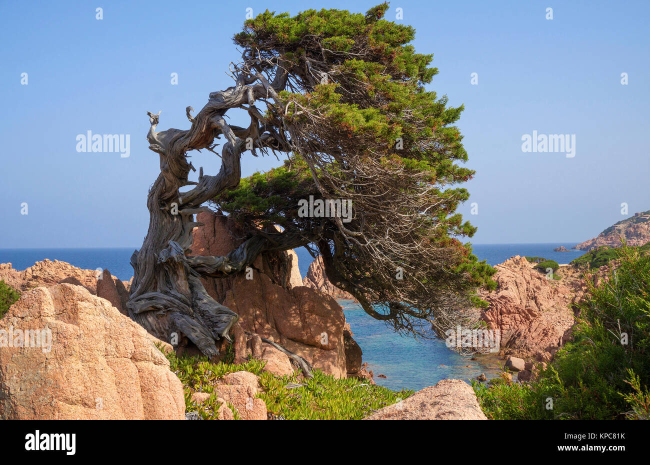 Árbol Wndswept en la rocosa costa de Costa Paradiso, rocas de pórfido, Cerdeña, Italia, el mar Mediterráneo, Europa Foto de stock