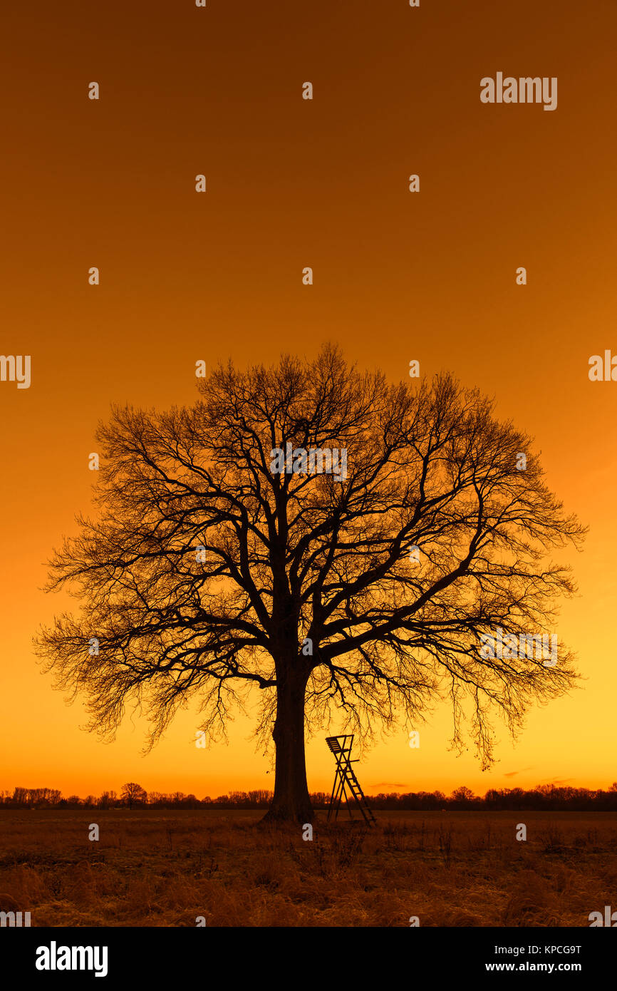 Ocultar levantada para la caza de corzo bajo el árbol solitario en el campo  durante la puesta de sol en invierno Fotografía de stock - Alamy