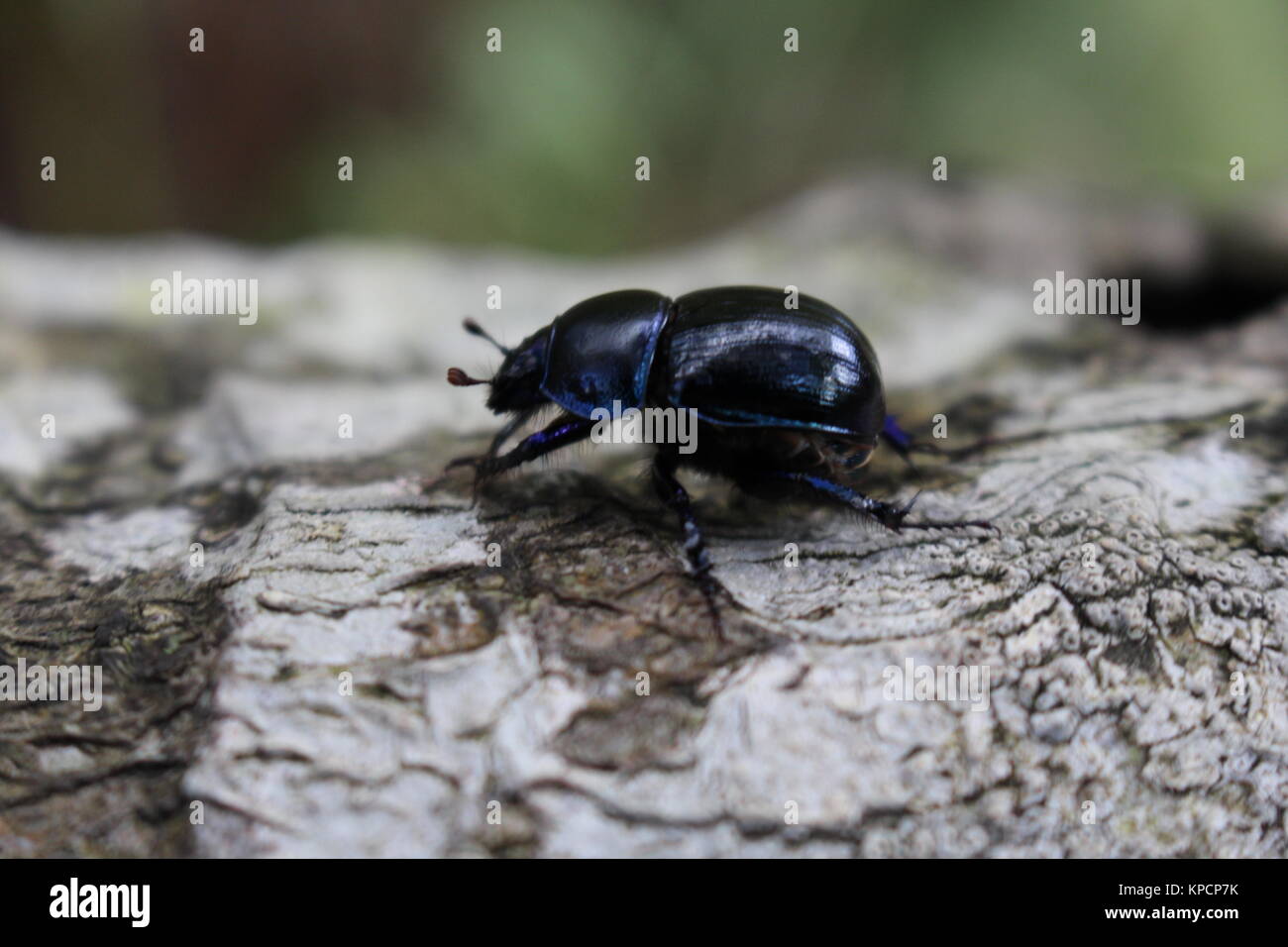 Escarabajos, Dor escarabajo, Geotropes stercorarius Foto de stock