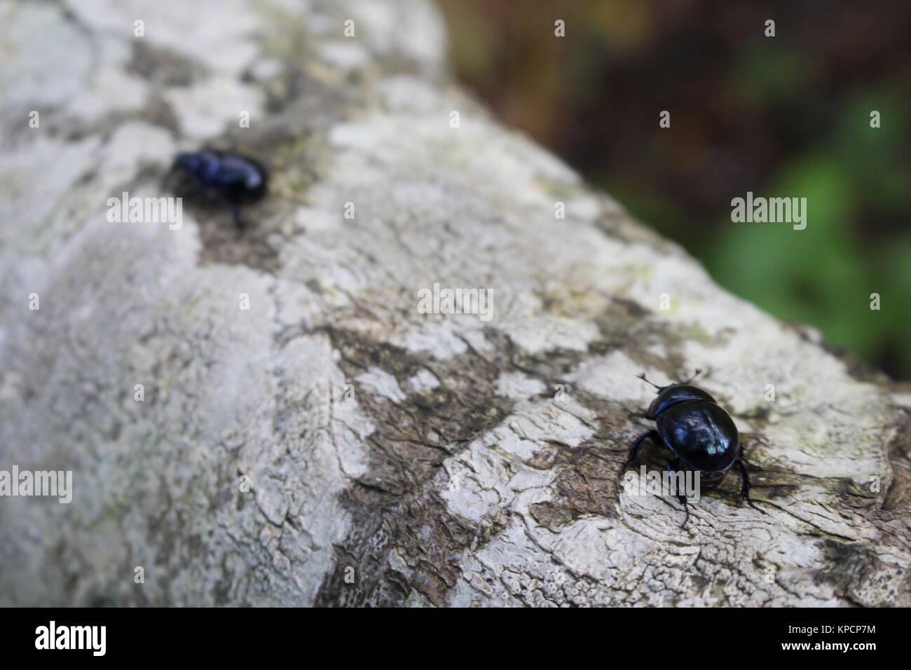 Escarabajos, Dor escarabajo, Geotropes stercorarius, Foto de stock
