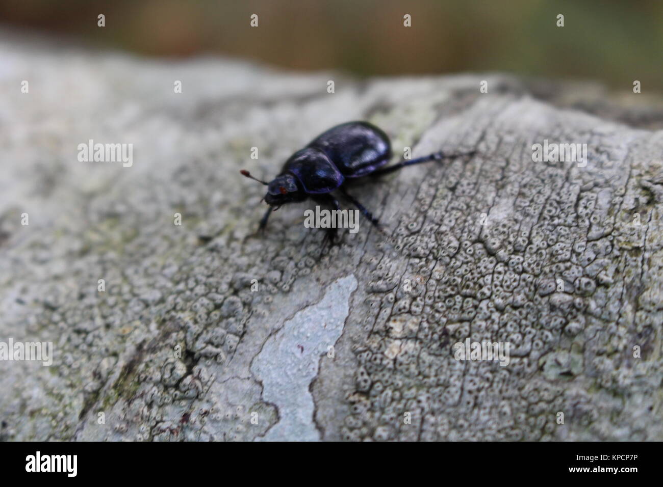 Escarabajos, Dor escarabajo, Geotropes stercorarius, Foto de stock