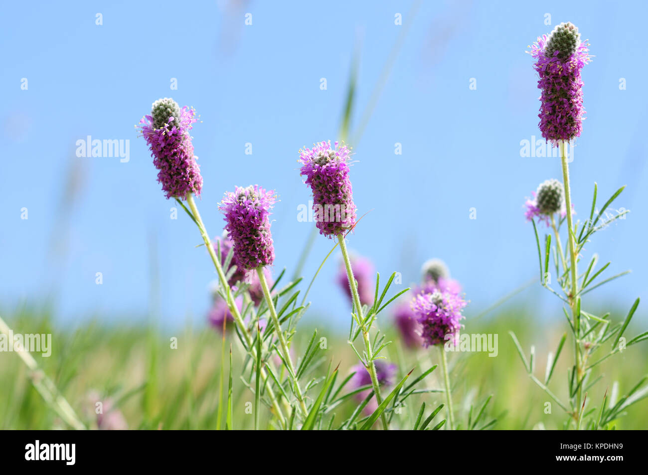 Flores Silvestres de Colorado - Flores de trébol violeta, pradera, Dalea purpurea. Foto de stock