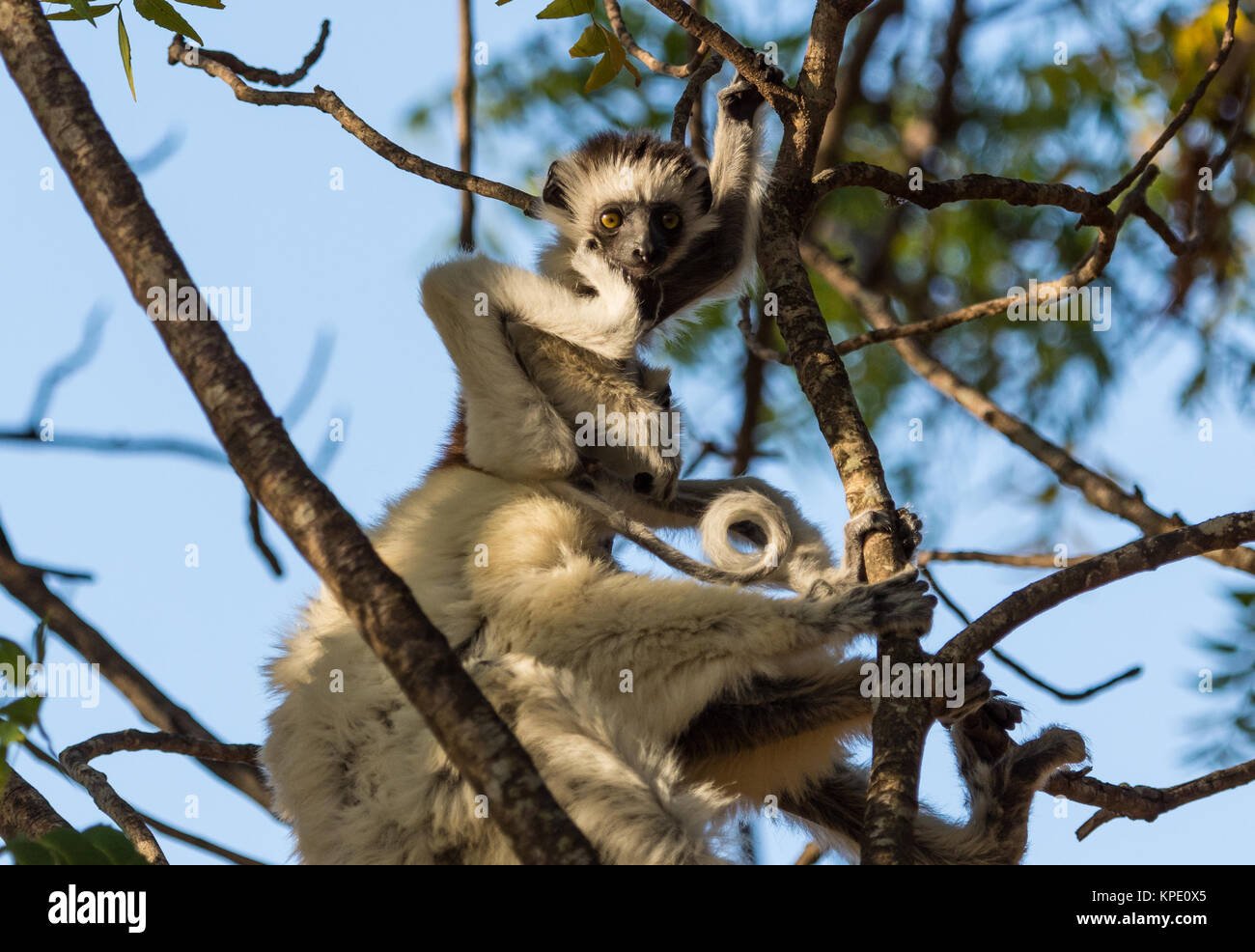 La mamá y el bebé de Verreaux sifakas (Propithecus verreauxi) sobre un árbol. La Reserva Privada Berenty. Madagascar, África. Foto de stock