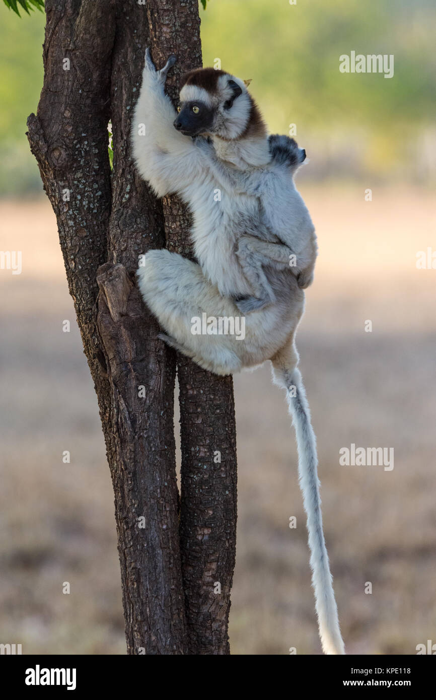 La mamá y el bebé de Verreaux sifakas (Propithecus verreauxi) sobre un árbol. La Reserva Privada Berenty. Madagascar, África. Foto de stock