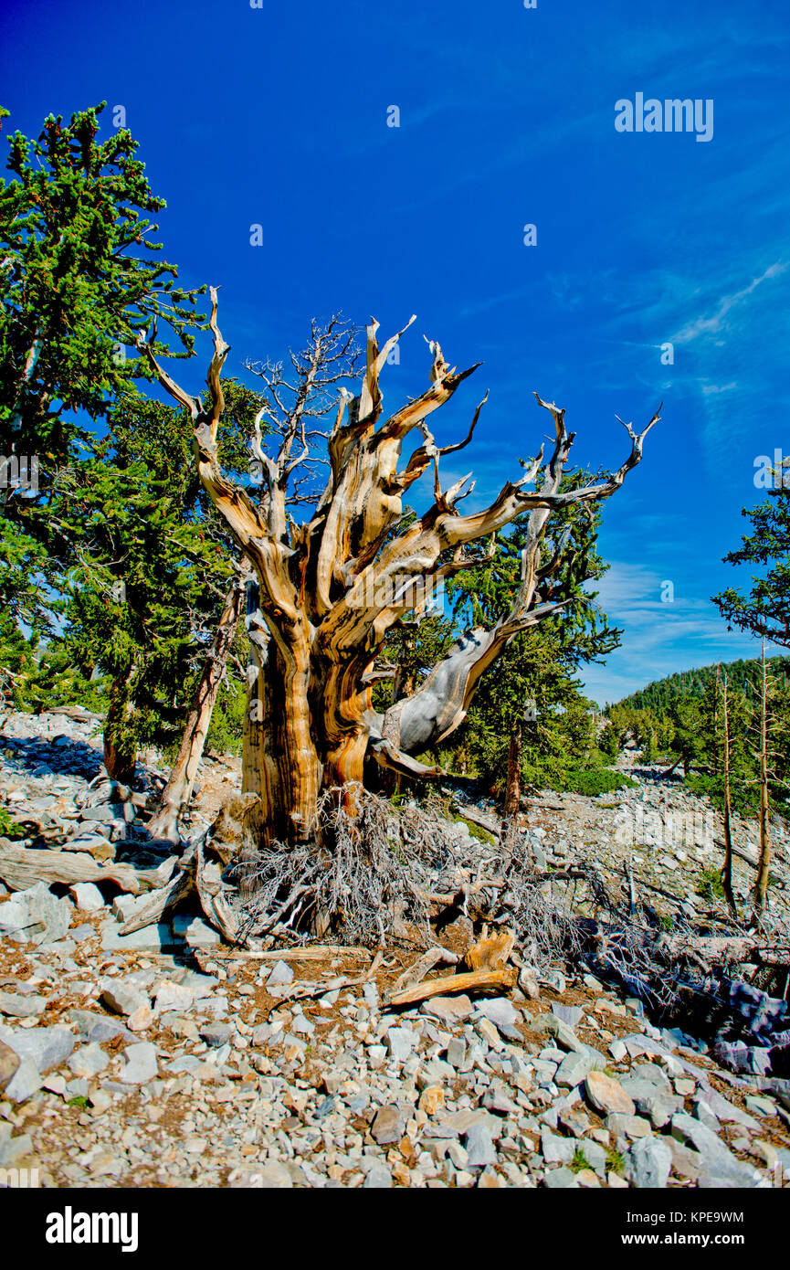 Pino bristlecone (Pinus longaeva) en el Parque Nacional de la Gran Cuenca Nevada. Más antiguas conocidas no clonal de organismo sobre la tierra Foto de stock
