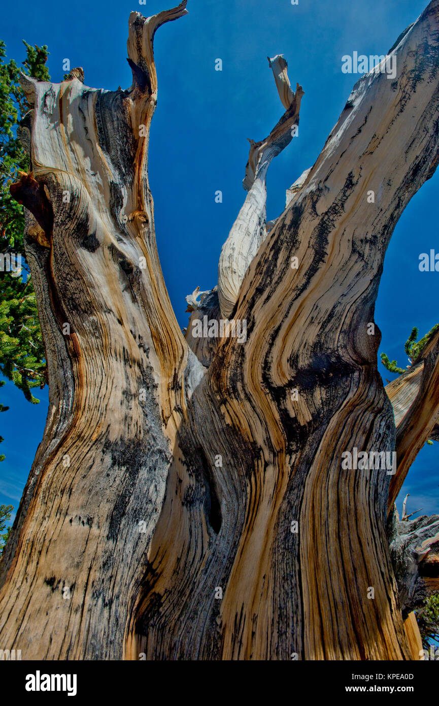 Pino bristlecone (Pinus longaeva) en el Parque Nacional de la Gran Cuenca Nevada. Más antiguas conocidas no clonal de organismo sobre la tierra Foto de stock