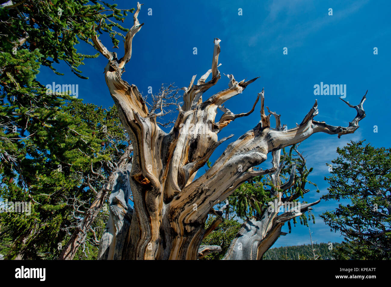 Pino bristlecone (Pinus longaeva) en el Parque Nacional de la Gran Cuenca Nevada. Más antiguas conocidas no clonal de organismo sobre la tierra. Foto de stock