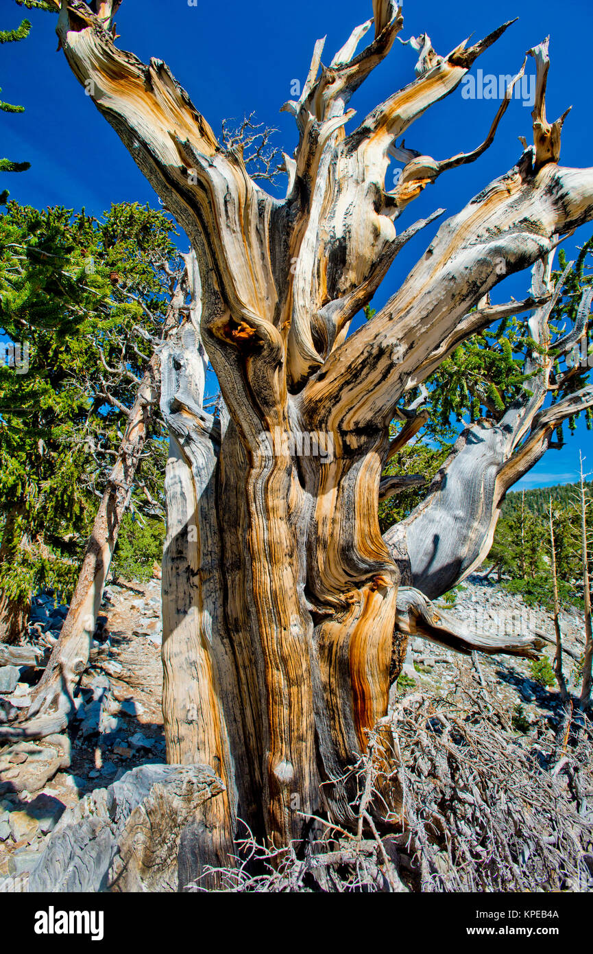 Pino bristlecone (Pinus longaeva) en el Parque Nacional de la Gran Cuenca Nevada. Más antiguas conocidas no clonal de organismo sobre la tierra. Foto de stock