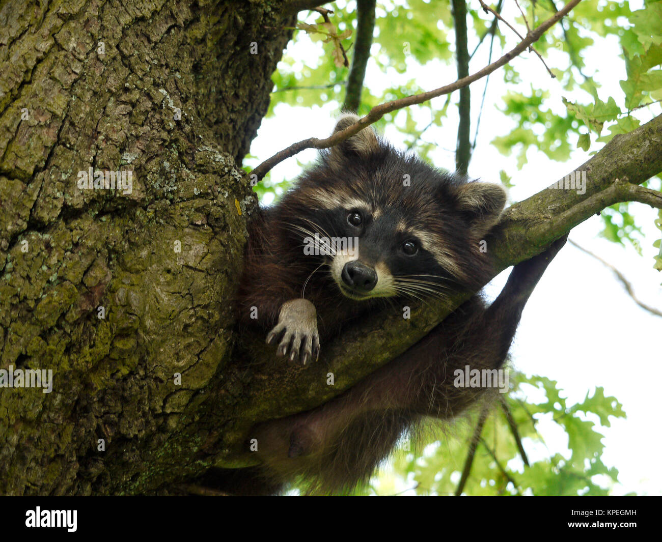 Mapache (Procyon lotor) Foto de stock