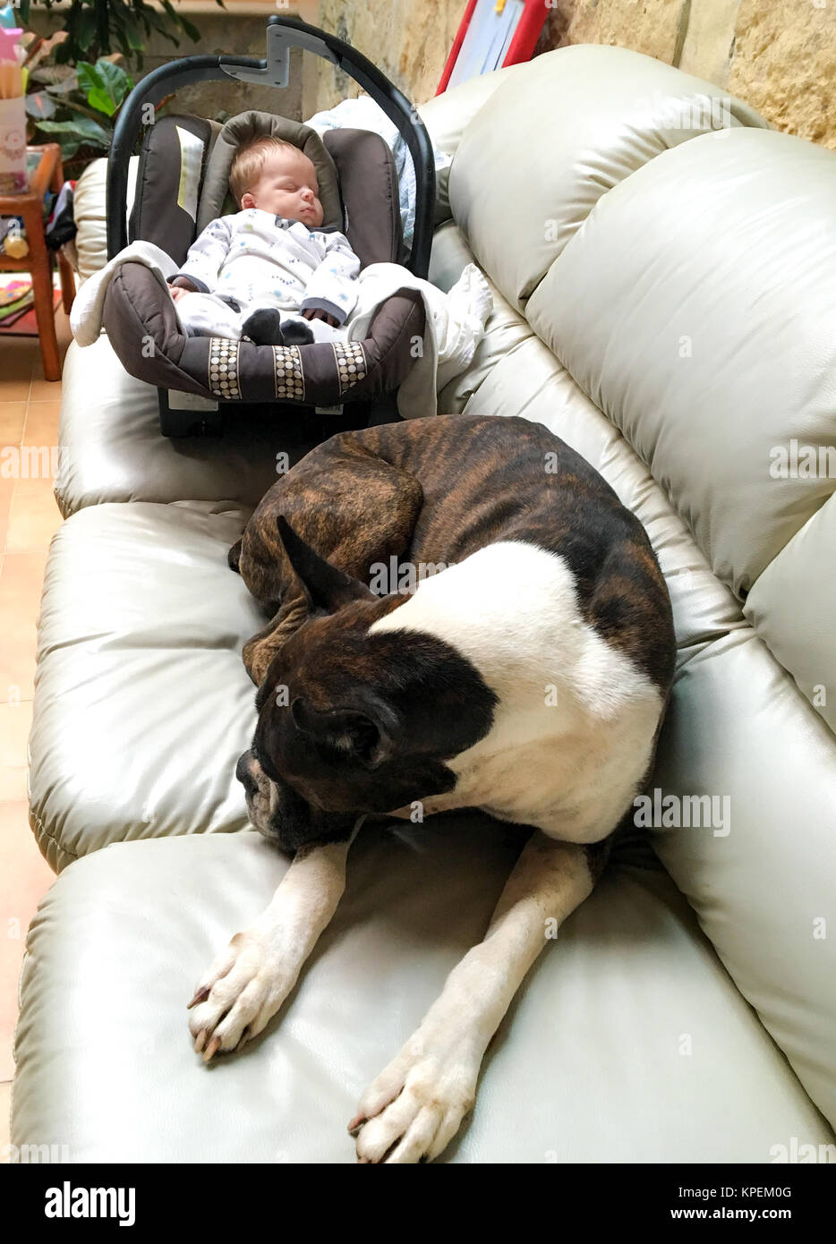Perro Boxer Y Recien Nacido Fotografia De Stock Alamy