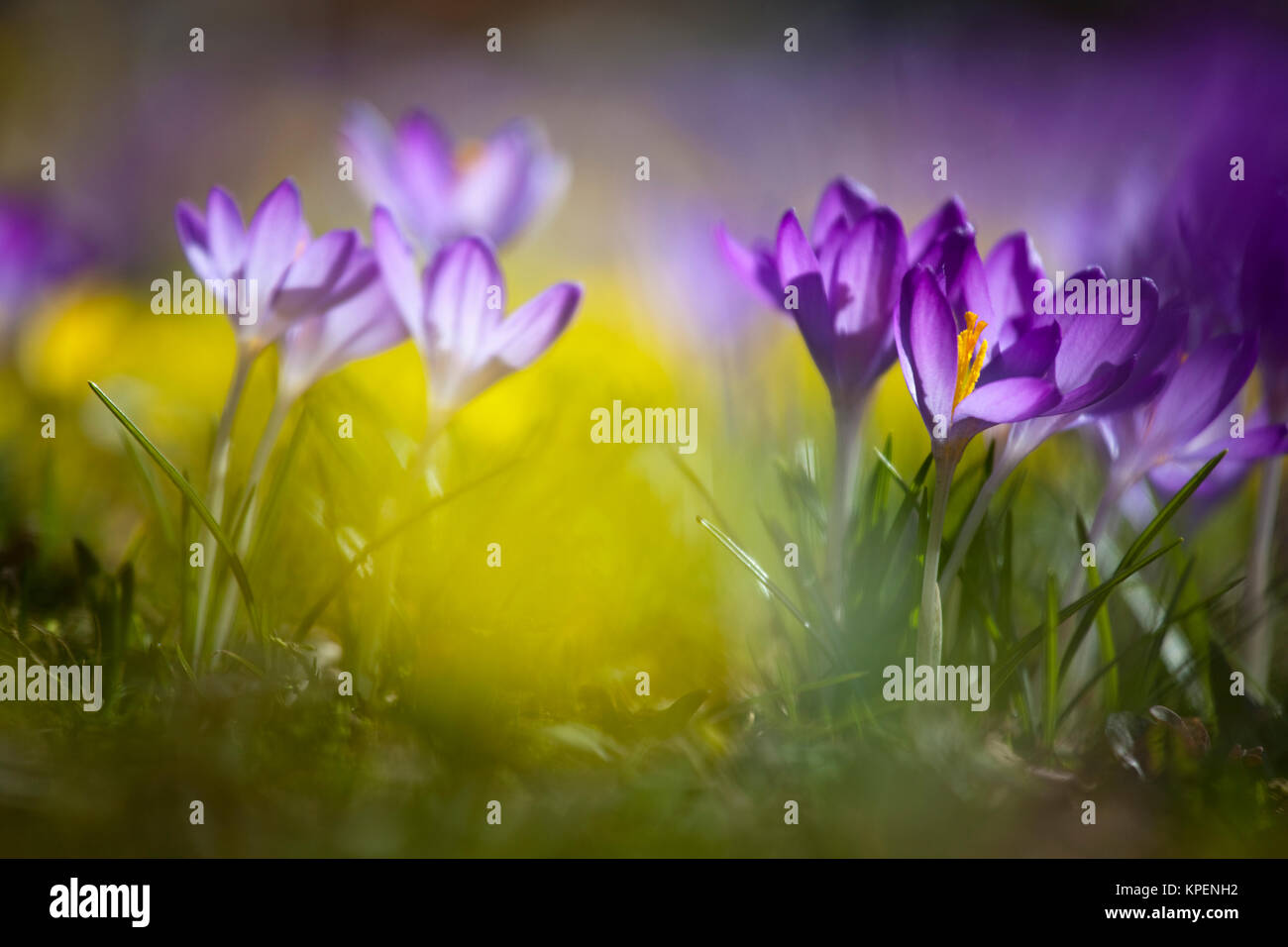 Krokus im Frühjahr und wolkenloser Himmel,nah fotografiert,Pflanzen im sonnigen Gegenlicht,a la de los varones und Farben Foto de stock