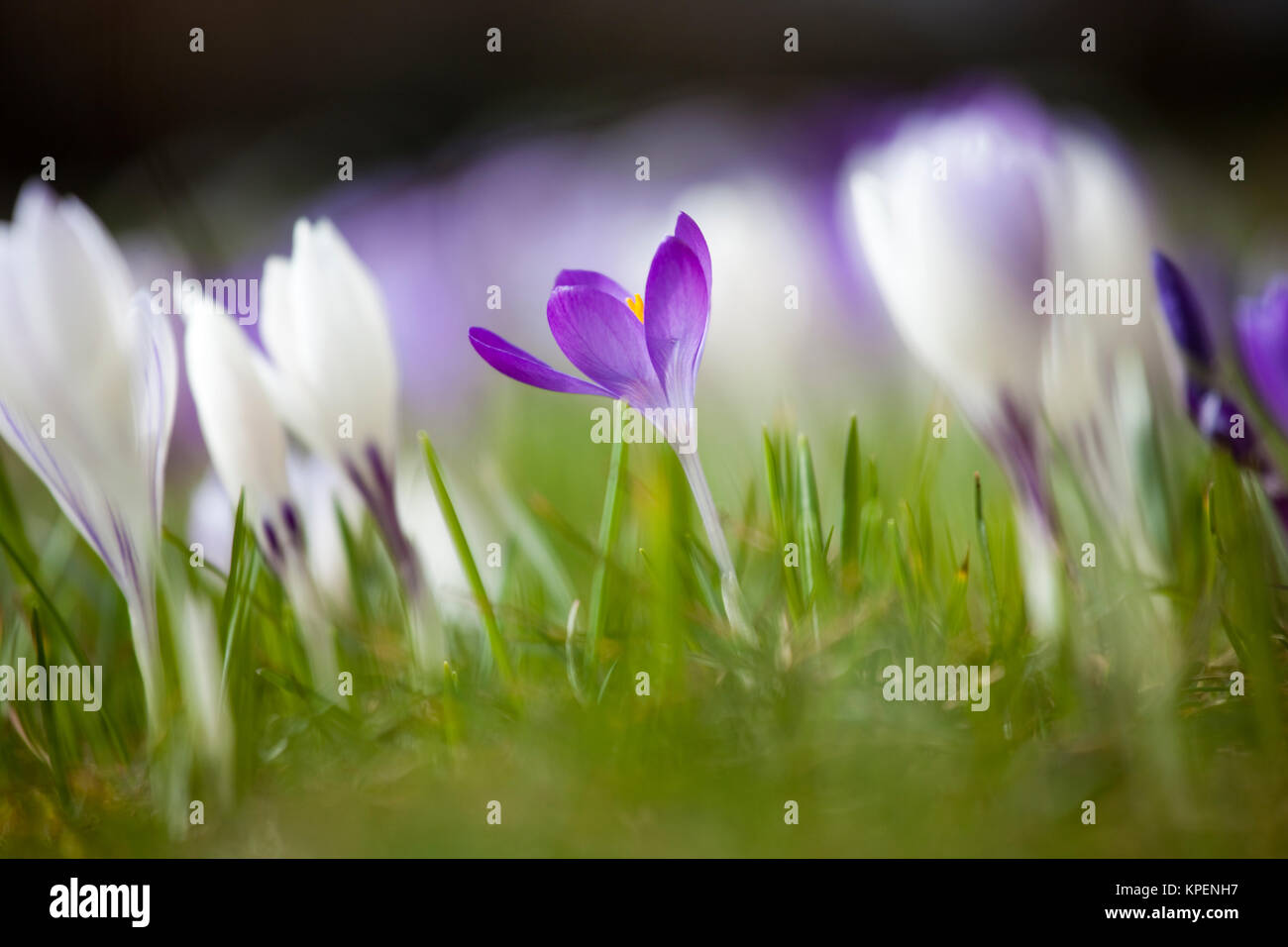 Krokus im Frühjahr und wolkenloser Himmel,nah fotografiert,Pflanzen im sonnigen Gegenlicht,a la de los varones und Farben Foto de stock