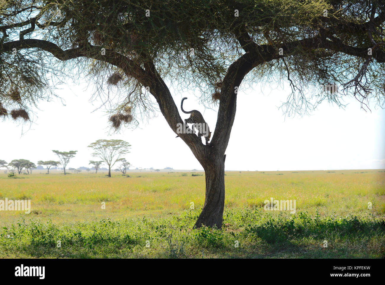 Turismo de vida silvestre en uno de los principales destinos de vida  silvestre sobre earht -- Serengeti, Tanzania. Leopard en la horquilla de  árbol Fotografía de stock - Alamy