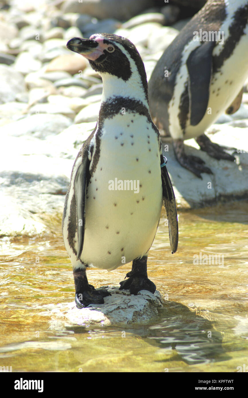 Pingüino de Humboldt Foto de stock