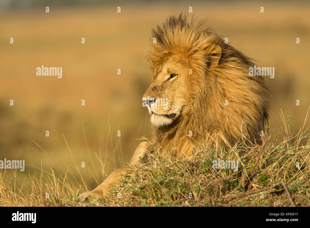León macho adulto descansando sobre termitero Masai Mara, Kenya, Africa, Panthera leo Foto de stock