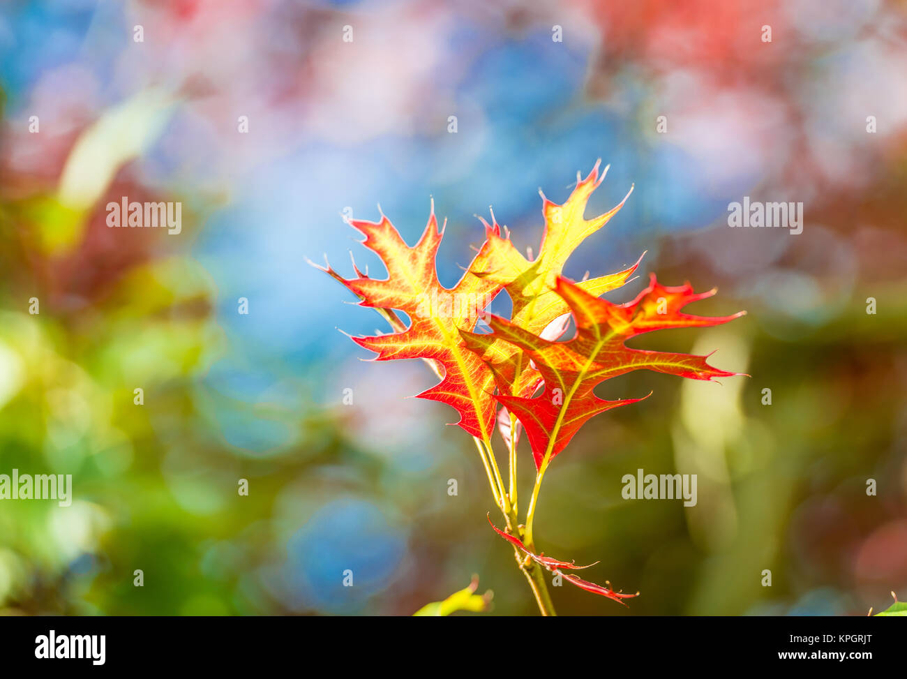 Hojas de otoño colorido Foto de stock