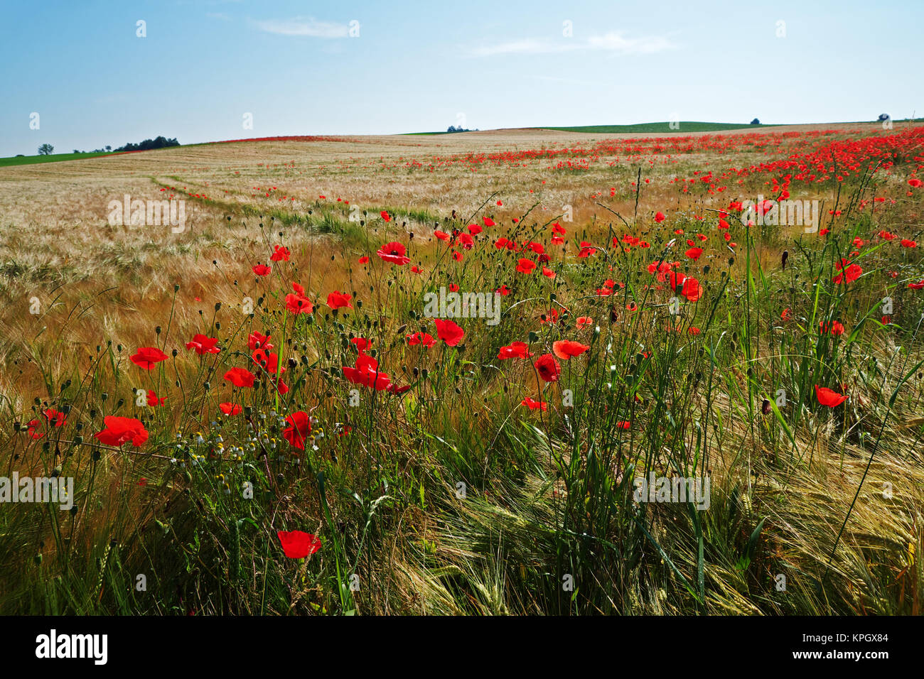 En einem Getreidefeld Mohnblumen Foto de stock