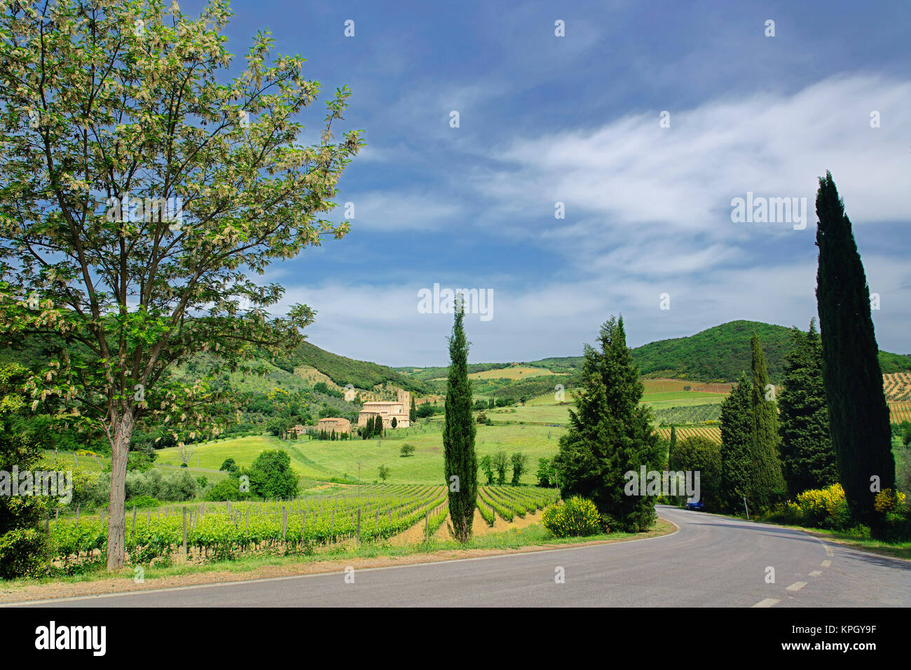 Country Road curvándose entre cipreses, en el sur de Toscana, cerca Monatalcino, Italia Foto de stock
