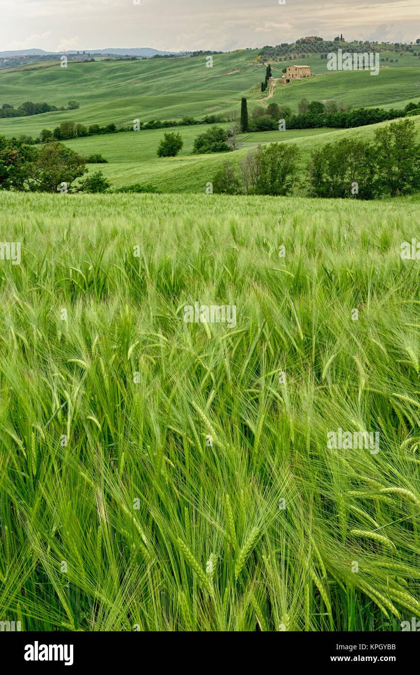Campo de trigo agrícola, la región de Toscana en Italia. Foto de stock