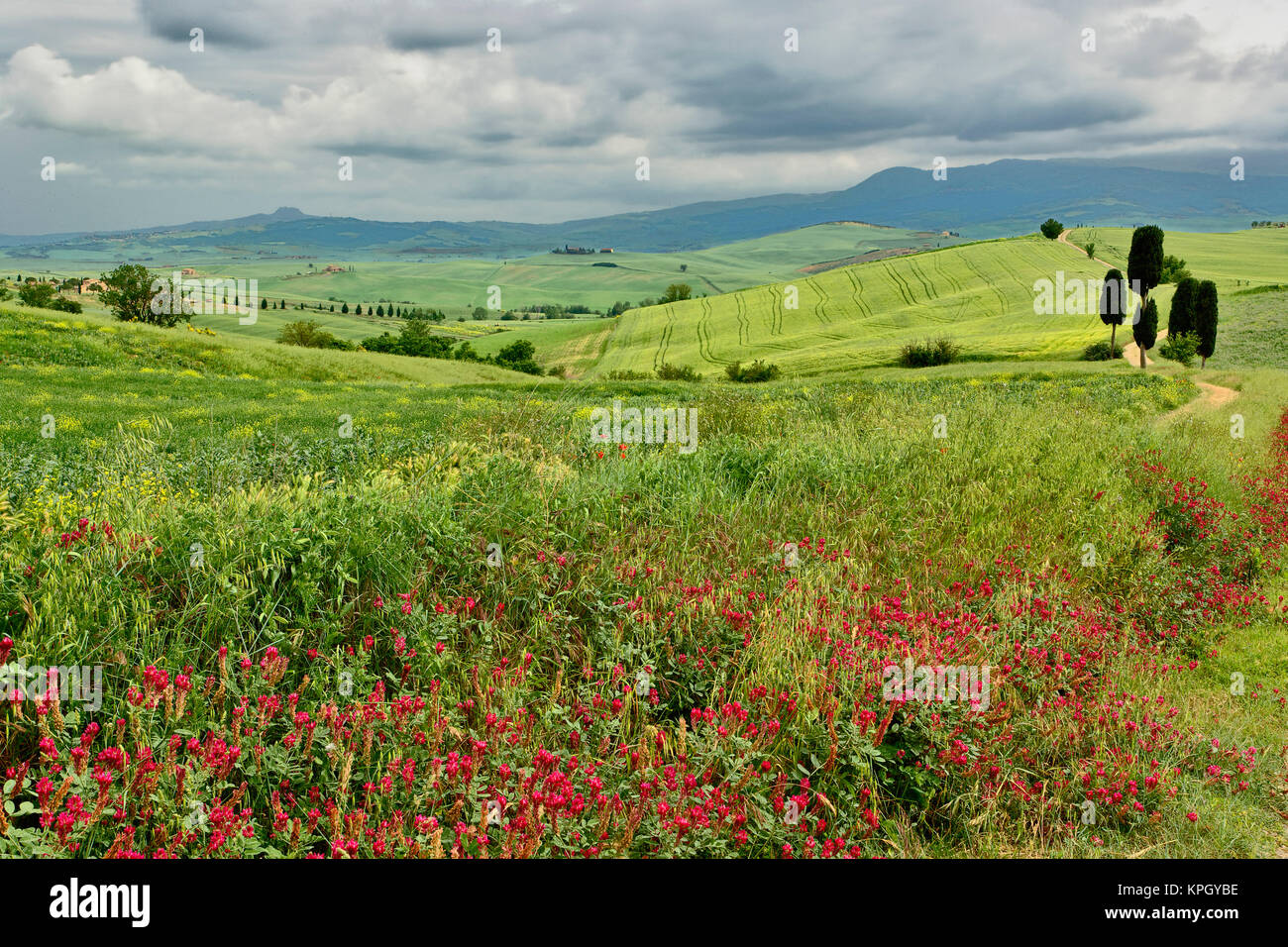 Terreno agrícola, la región de Toscana en Italia. Foto de stock