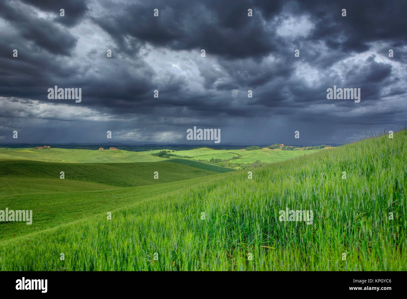Nubes de tormenta sobre el campo de trigo agrícola, Toscana, Italia. Foto de stock