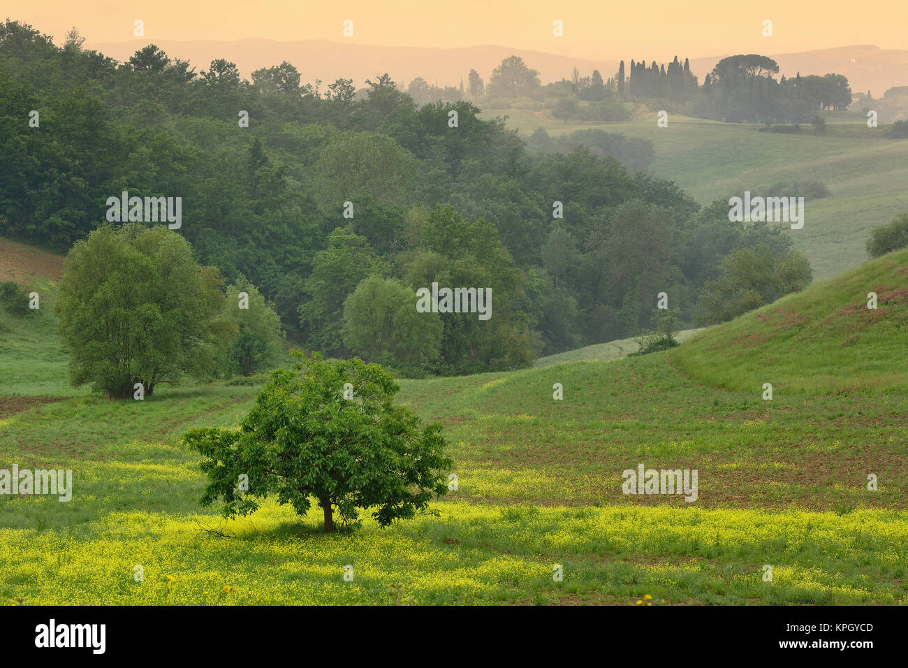 Único árbol en el campo agrícola, Toscana, Italia Foto de stock