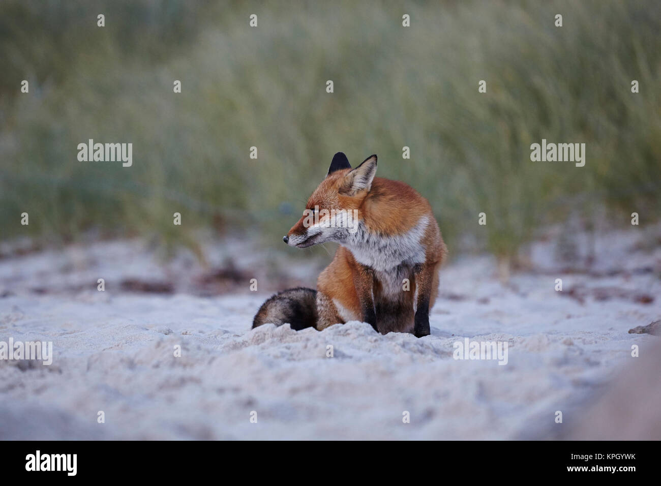 Zorro Rojo,Vulpes vulpes,el darsser west beach,Pomerania occidental Parque Nacional Laguna,Mecklenburg Vorpommern,alemania Foto de stock