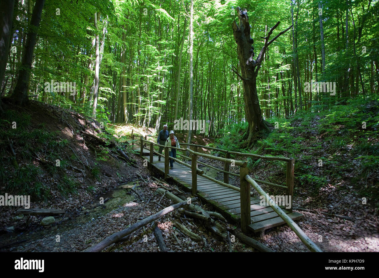 Puente de madera sobre un arroyo, el bosque en el Parque Nacional Jasmund, Ruegen isla, Mecklemburgo-Pomerania Occidental, Mar Báltico, Alemania, Europa Foto de stock