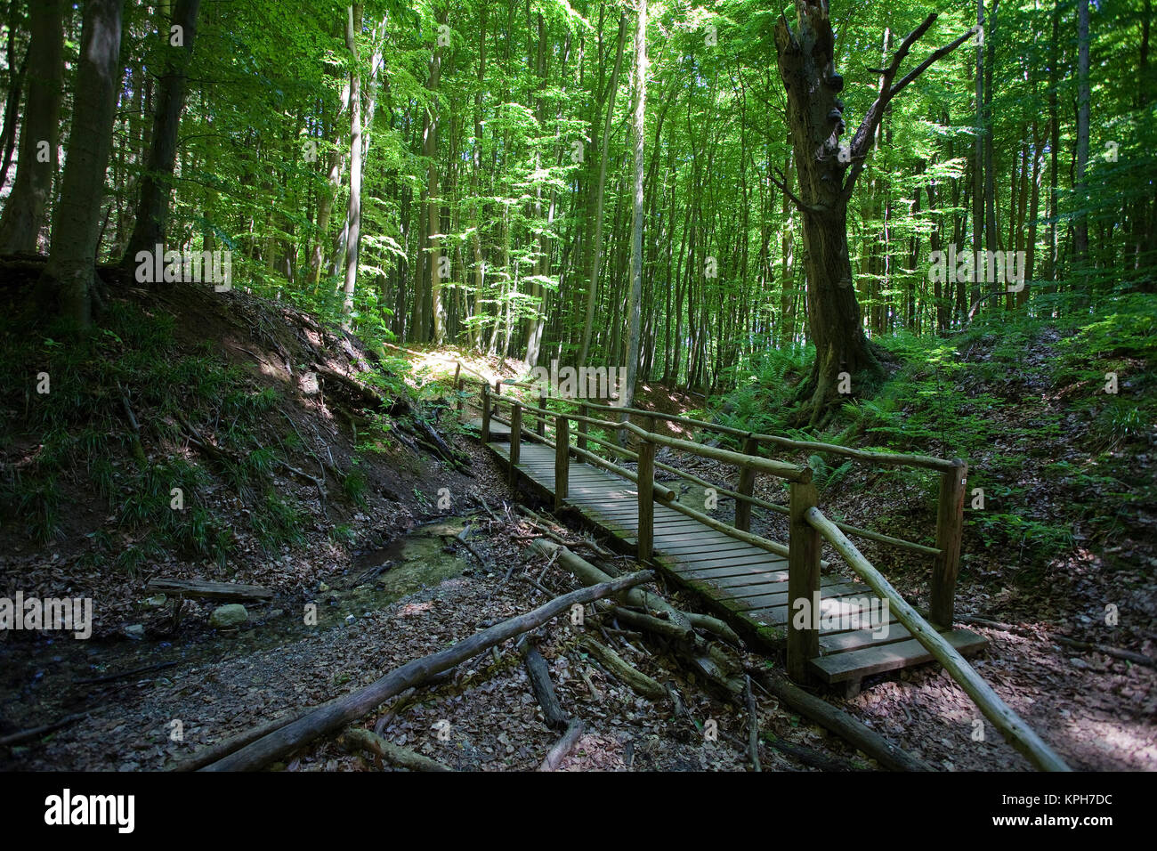 Puente de madera sobre un arroyo, el bosque en el Parque Nacional Jasmund, Ruegen isla, Mecklemburgo-Pomerania Occidental, Mar Báltico, Alemania, Europa Foto de stock