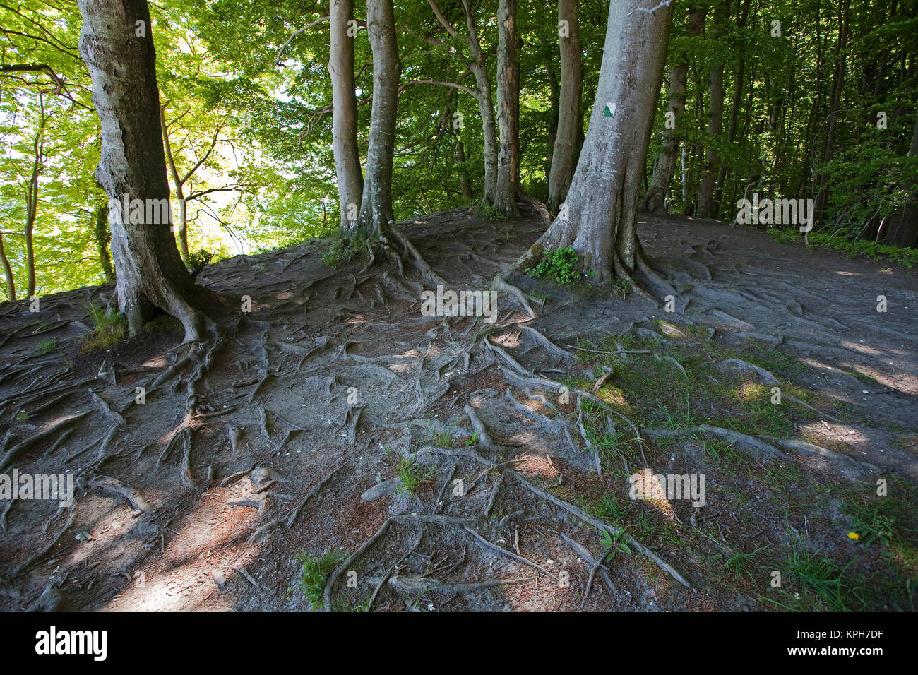 Las raíces de las hayas, bosque en el Parque Nacional Jasmund, Ruegen isla, Mecklemburgo-Pomerania Occidental, Mar Báltico, Alemania, Europa Foto de stock