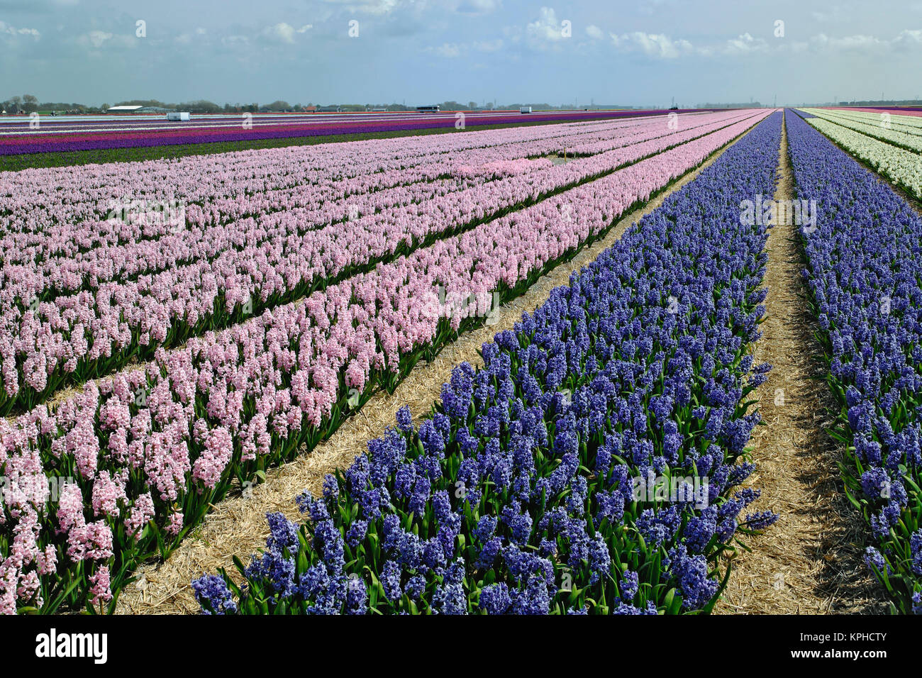 Campo agrícola de flores de jacinto, Países Bajos, Holanda Foto de stock