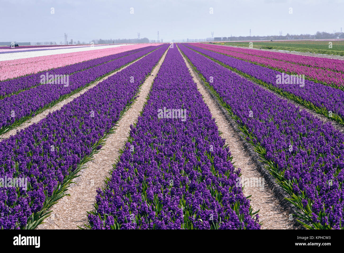 Campo agrícola de flores de jacinto, Países Bajos, Holanda Foto de stock