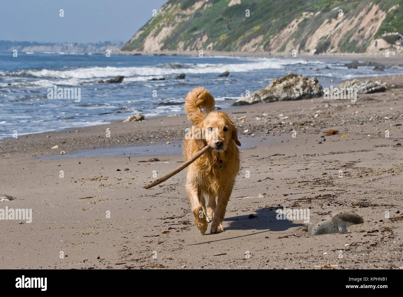 Un Golden Retriever caminar con un bastón en Hendrey's Beach en Santa  Bárbara, California Fotografía de stock - Alamy