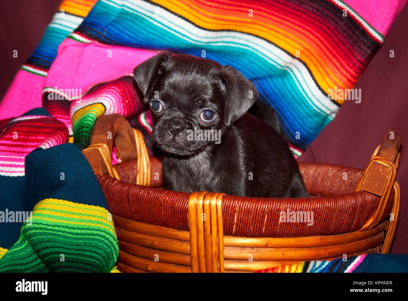 California, Estados Unidos. Cachorro Pug sentado en la canasta con manta mexicana. Foto de stock