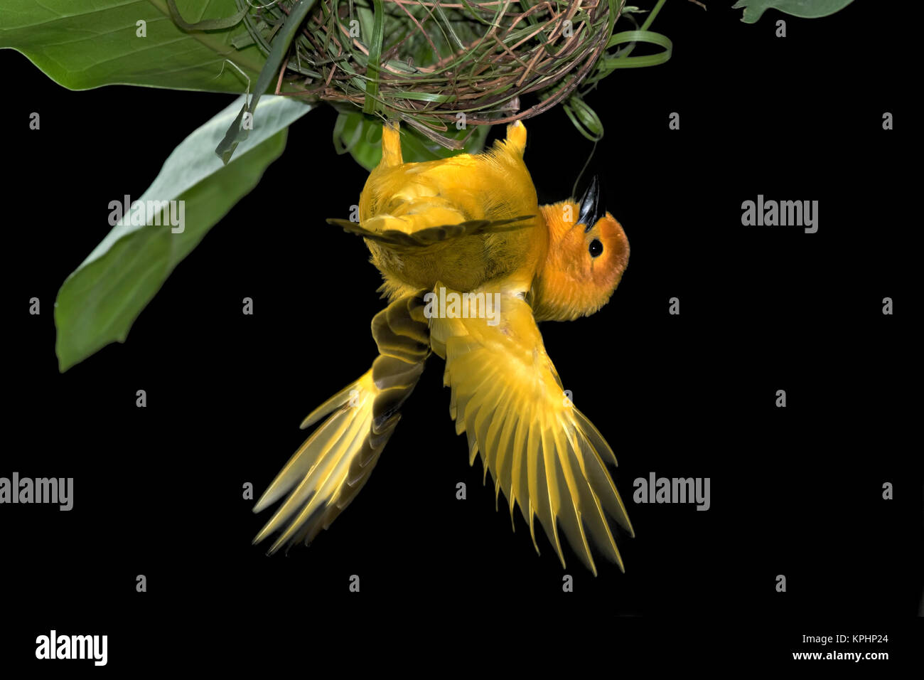 Taveta Golden Weaver en su nido Foto de stock