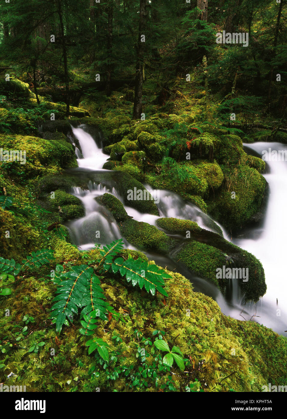 USA, Oregon, el Bosque Nacional de Willamette, vista de la cascada en