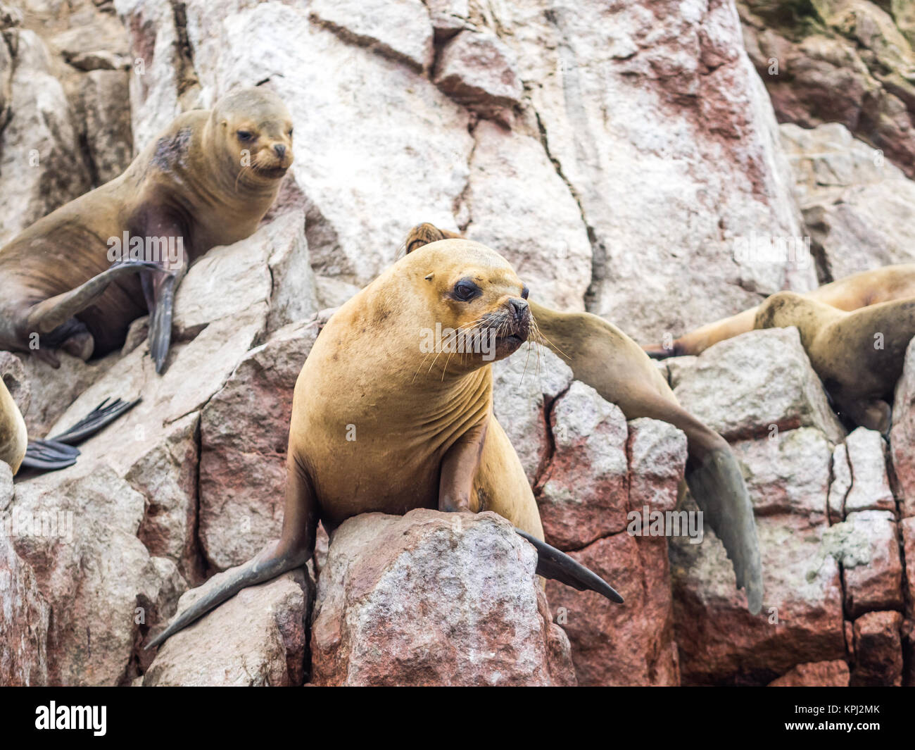 Los leones de mar peruano visto en las islas Ballestas, en la Reserva  Nacional de Paracas, Perú Fotografía de stock - Alamy