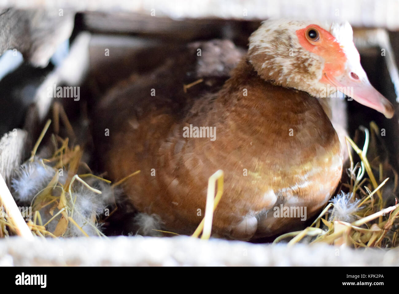 Pato almizclado en el nido. Reproducción de almizcle de patos. Foto de stock