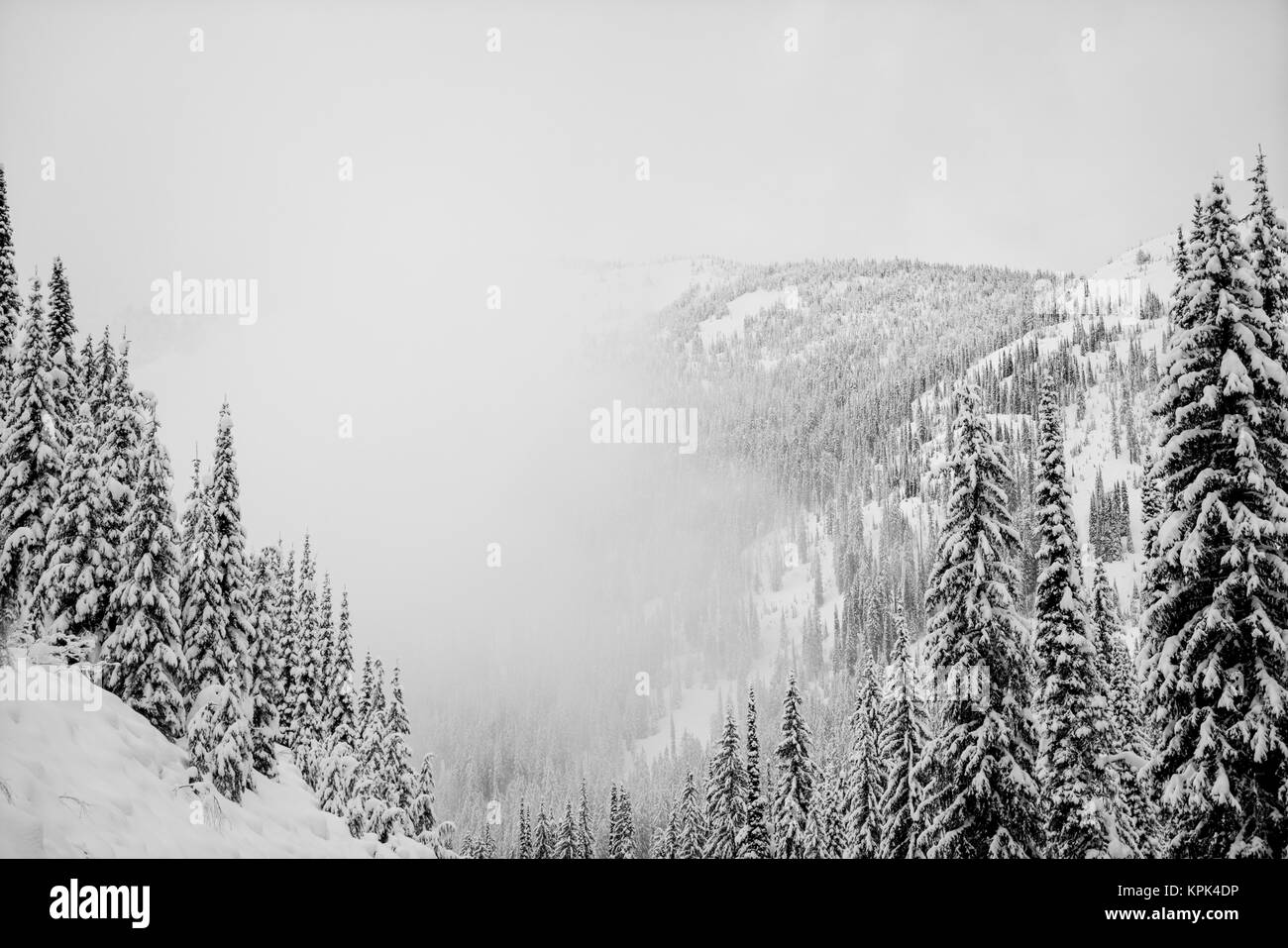 Los bosques de las montañas cubiertas de nieve en la niebla, Whitewater Resort; Nelson, British Columbia, Canadá Foto de stock