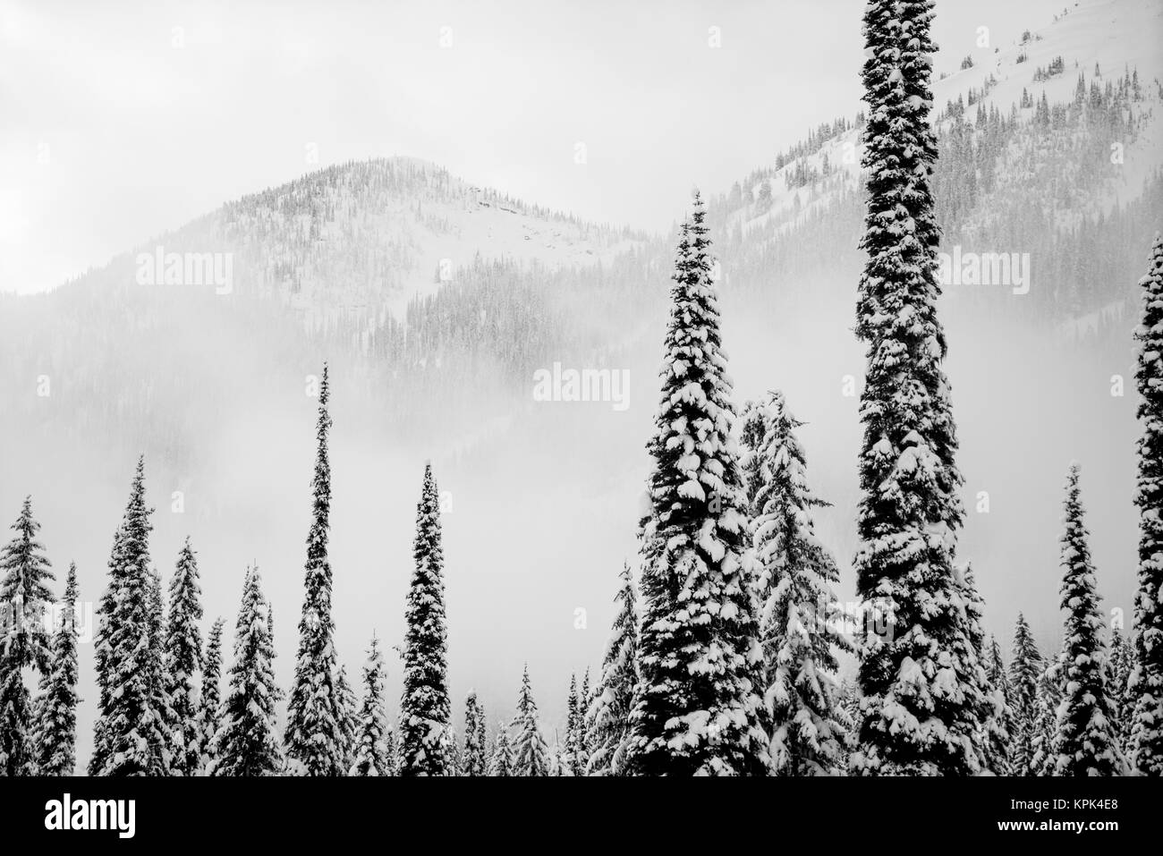 Una escena de invierno con cubiertas de nieve de los árboles y los bosques de coníferas en las montañas en la niebla, Whitewater Ski Resort; Nelson, British Columbia, Canadá Foto de stock