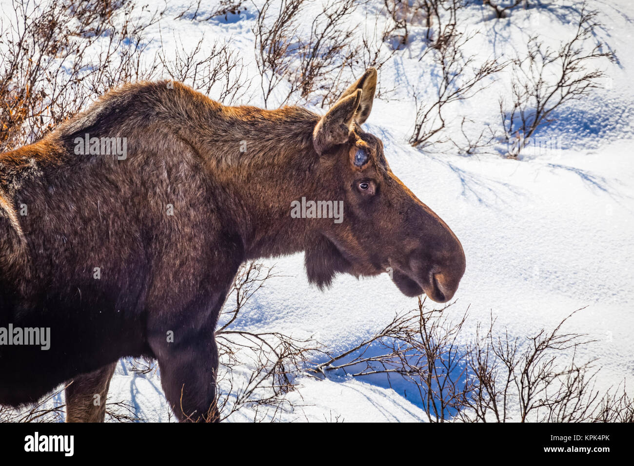 Close-up de bull Moose (alces alces) sin cuernos en la nieve, El Chugach State Park, el centro-sur de Alaska; Eagle River, Alaska, Estados Unidos de América Foto de stock