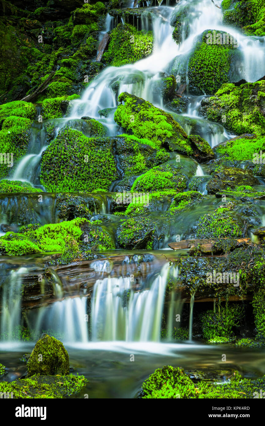 La norma cae en cascada sobre rocas cubiertas de musgo en ganador Creek Trail en verano, el Bosque Nacional de Chugach, centro-sur de Alaska Foto de stock