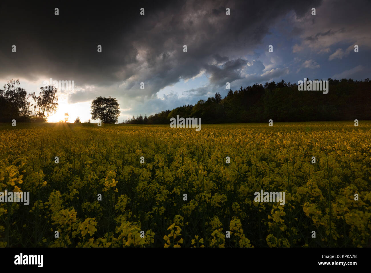 Blühende Rapsfelder mit langen Schatten und schönen Wolken Foto de stock