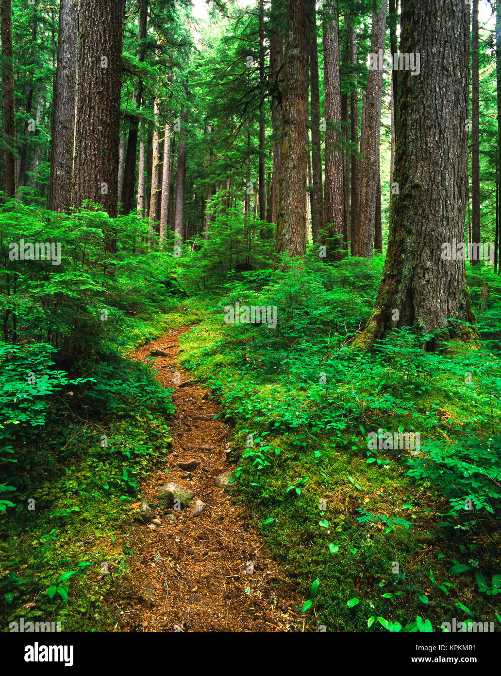 Ee.Uu., Estado de Washington, el Parque Nacional Olímpico, Ruta a través de viejo crecimiento selva (tamaños de gran formato disponibles) Foto de stock